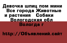 Девочка шпиц пом мини - Все города Животные и растения » Собаки   . Вологодская обл.,Вологда г.